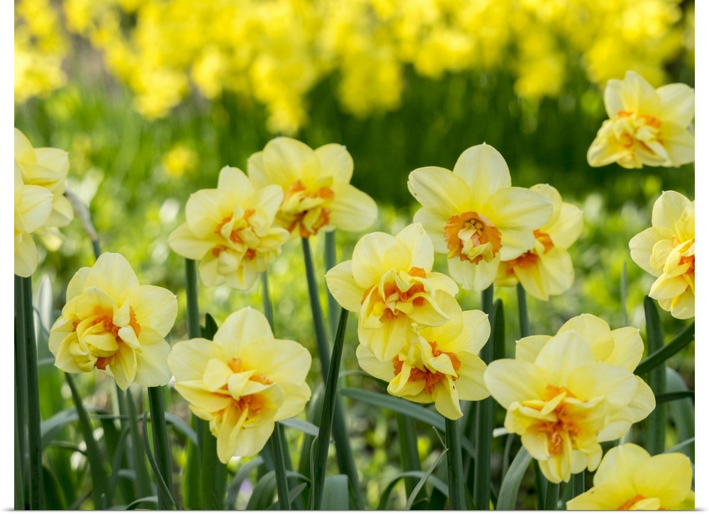 Netherlands, Lisse. A variety of yellow and orange double daffodils (Narcissus hybrids).