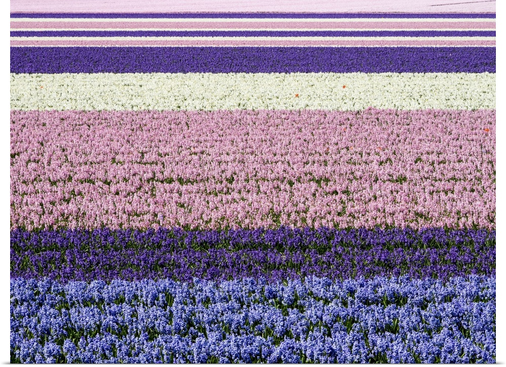 Netherlands, Lisse. Agricultural field of hyacinths.