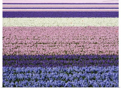 Netherlands, Lisse, Agricultural Field Of Hyacinths