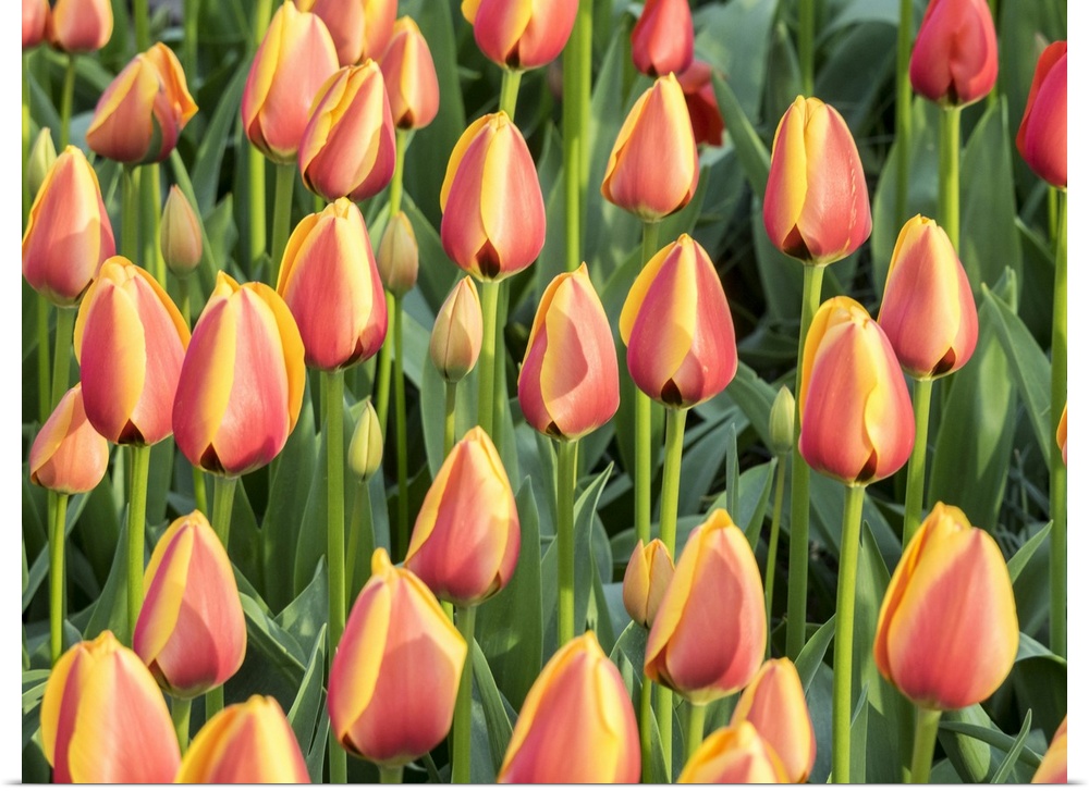 Netherlands, Lisse. Closeup of a group of yellow and orange colored tulips.
