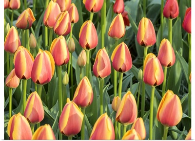 Netherlands, Lisse, Closeup Of A Group Of Yellow And Orange Colored Tulips