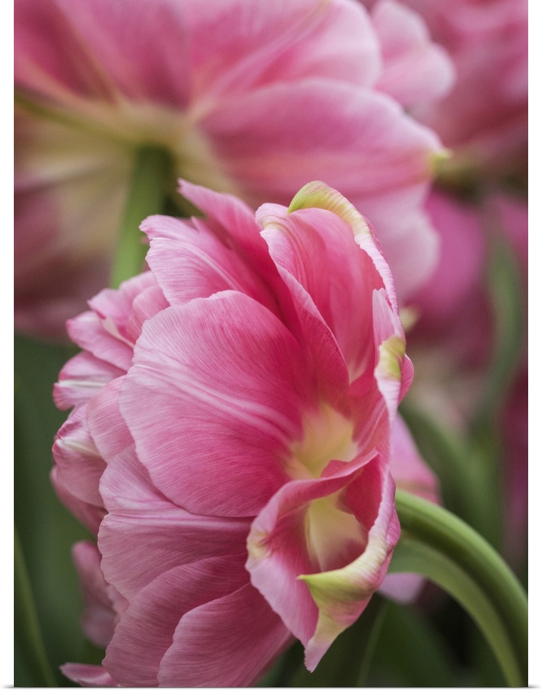 Netherlands, Lisse. Closeup of a pink tulip flower.