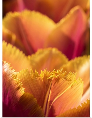 Netherlands, Lisse, Closeup Of An Orange Tulip Flower
