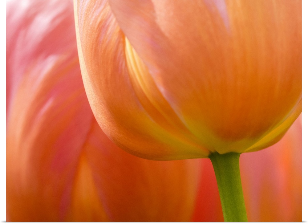 Netherlands, Lisse. Closeup of an orange tulip flower.