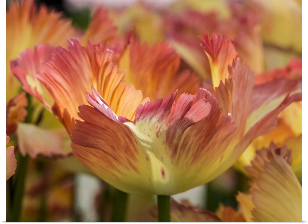 Netherlands, Lisse. Closeup of orange variegated tulip flower.