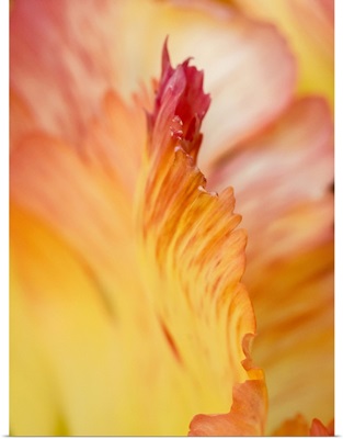 Netherlands, Lisse, Closeup Of Orange Variegated Tulip Flower
