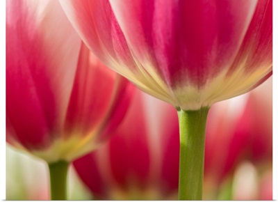 Netherlands, Lisse, Closeup Of Pink And White Tulip Flower