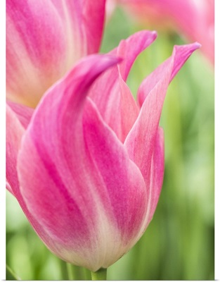 Netherlands, Lisse, Closeup Of Pink Tulip Flower