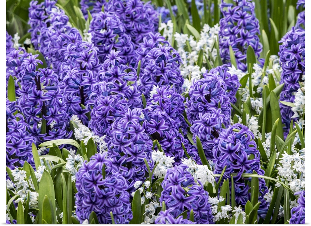 Netherlands, Lisse. Display of purple hyacinths in a garden.