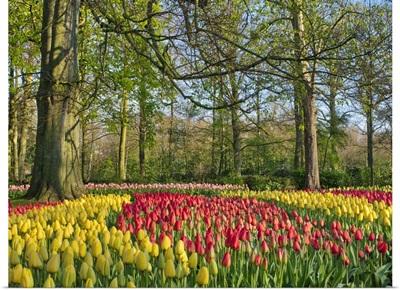 Netherlands, Lisse, Flower Displays At Keukenhof Gardens