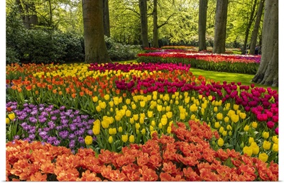 Netherlands, Lisse, Tulips In Keukenhof Gardens