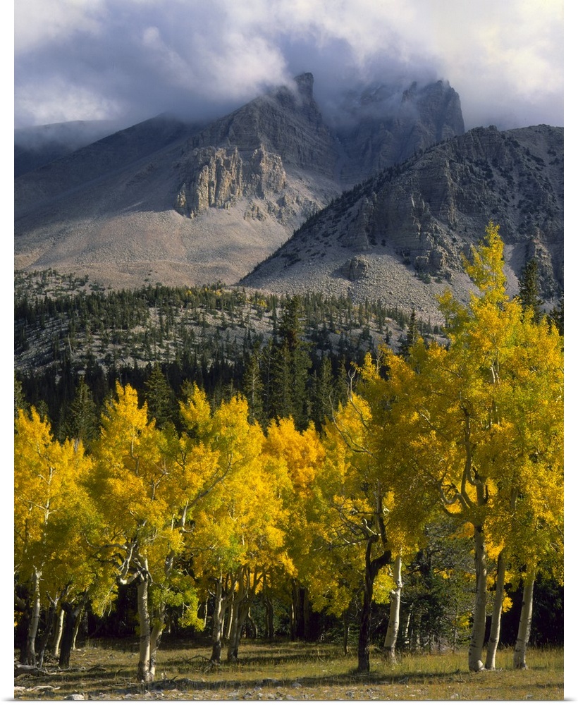 Great Basin National Park, Nevada. Aspen in autumn below Jeff Davis Peak. Snake Range.