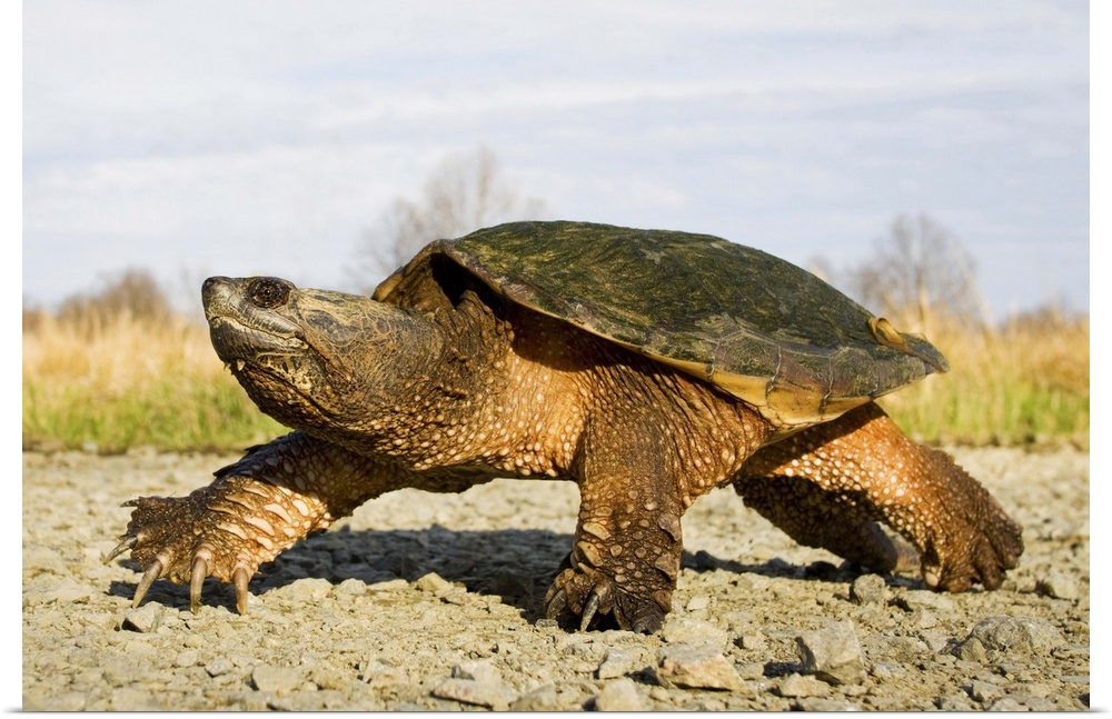 North America; USA, New Jersey, Great Swamp NWR. Common Snapping Turtle.