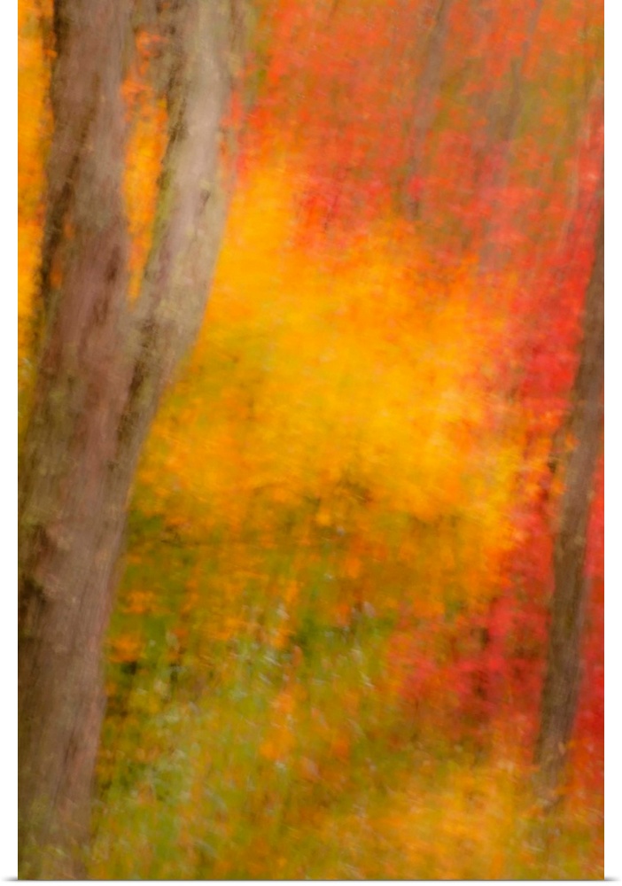 USA, New York, Inlet. Abstract of autumn forest scene.
