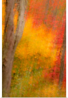 New York, Inlet. Abstract of autumn forest scene