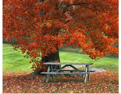 New York, West Park. Bench under maple in autumn