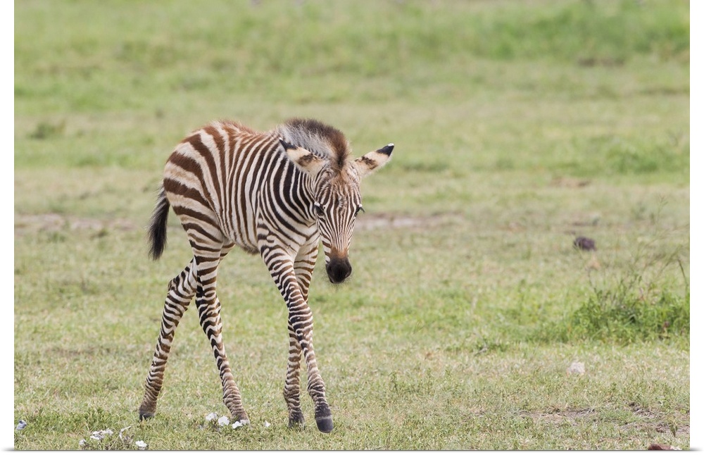 Newborn zebra colt with long skinny legs looking at camera.