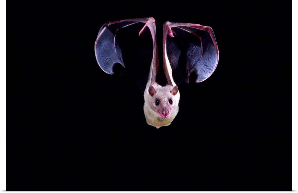 Nile Rousette Fruit Bat in Flight.Rousettus aegypticus.Native to Egypt Captive