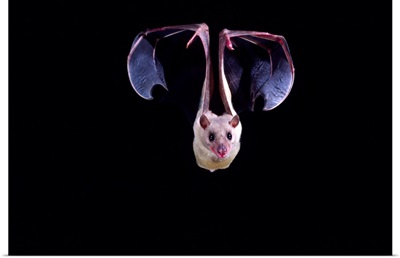 Nile Rousette Fruit Bat in Flight, Rousettus aegypticus, Native to Egypt