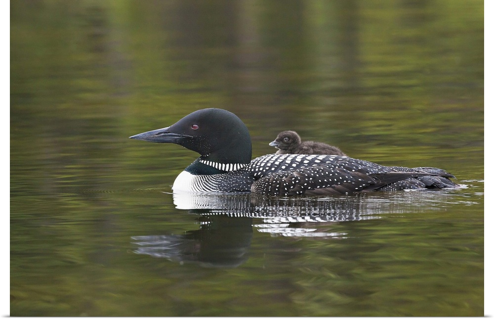 North America, Canada, British Columbia. Common Loon (Gavia immer) with a chick on its back.