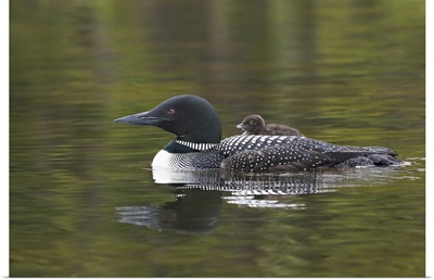 North America, Canada, British Columbia. Common Loon with a chick on its back