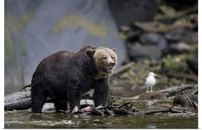 North America, Canada, British Columbia, Grizzly bear eating salmon