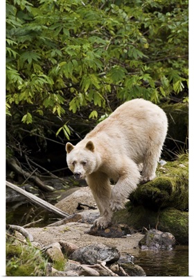 North America, Canada, British Columbia, Princess Royal Island, Kermode (Spirit) Bear
