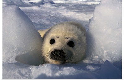 North America, Canada, Gulf of St. Lawrence. Harp Seal