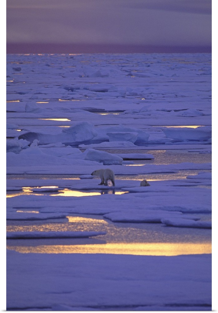 North America, Canadian Arctic. Polar bears on pack ice