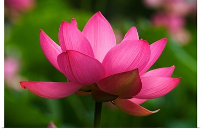 North Carolina; Lotus blossom