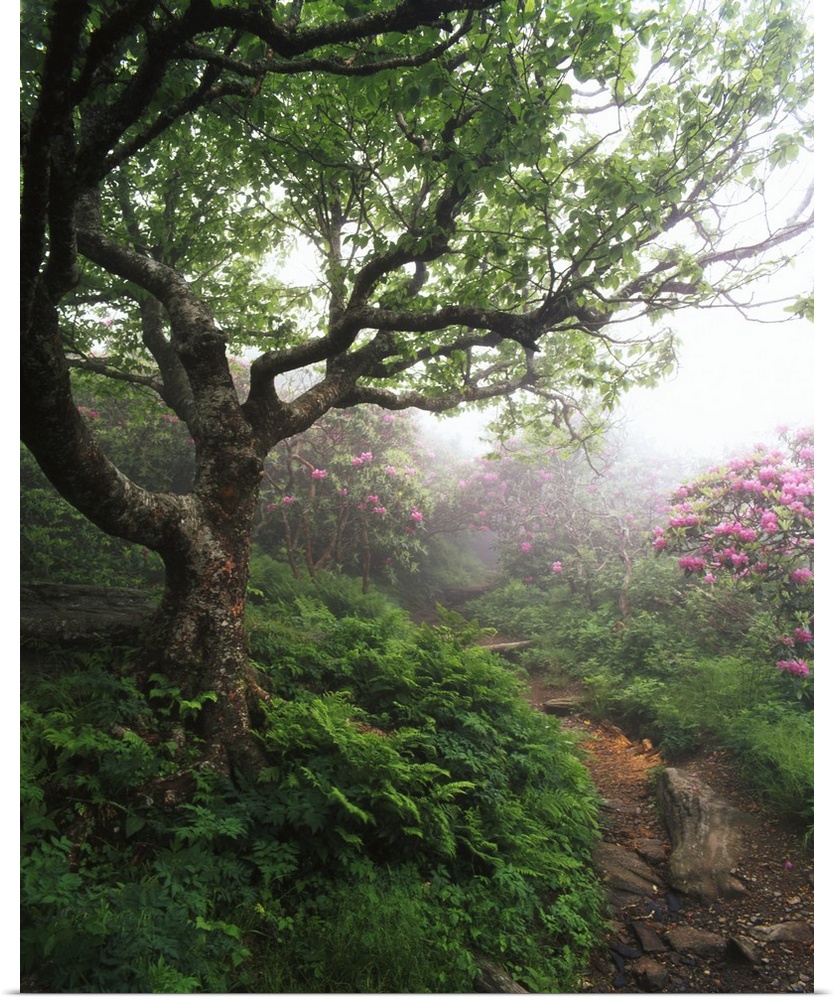 USA, North Carolina, Pisgah National Forest, Pathway between yellow birch and catawba Rhododendron, Craggy gardens