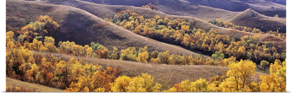 USA, North Dakota, New Town. Cottonwoods in fall color fill the coulees near New Town in North Dakota.