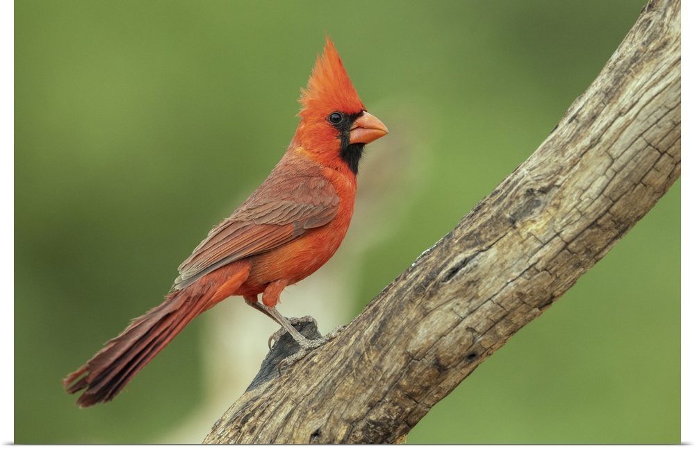 Northern cardinal. Nature, Fauna.