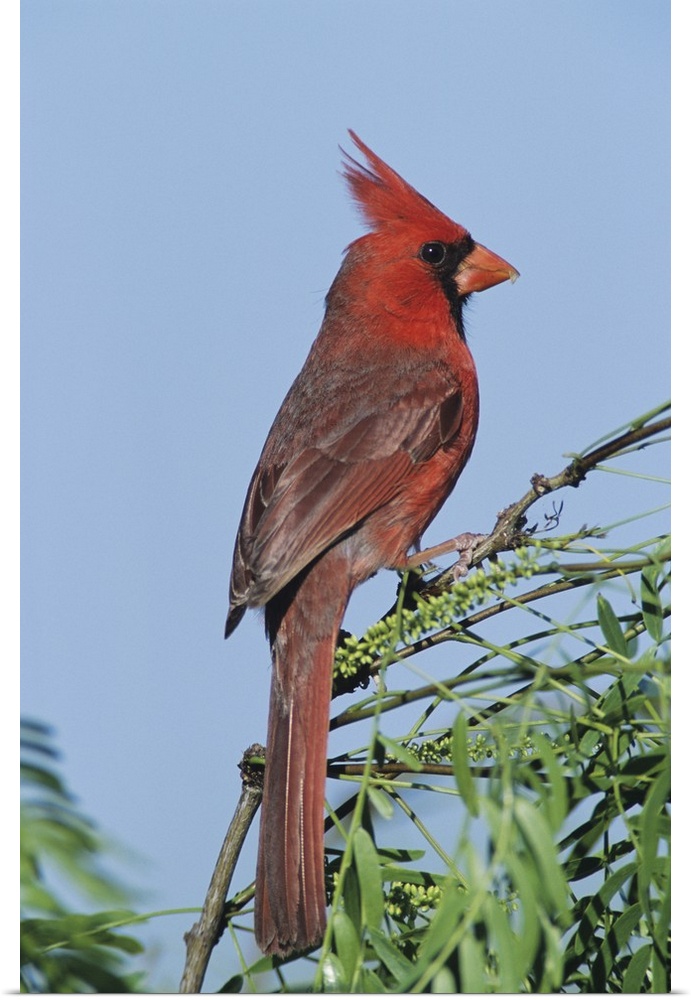 Northern Cardinal, Cardinalis cardinalis,male, Welder Wildlife Refuge, Sinton, Texas, USA, April 2005