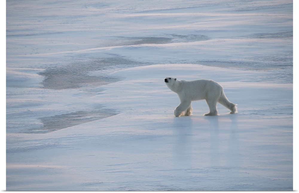 Norway, High Arctic. Underweight polar bear on sea ice at dusk. Europe, Norway.