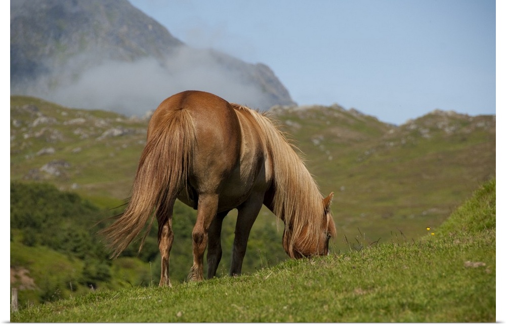 Norway, Nordland, Lofoten Archipelago, Borgelva. "Fjord Horse" in pasture, special breed of Norwegian horse.
