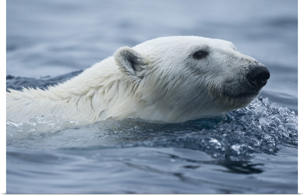 Norway, Svalbard, Polar Bear (Ursus maritimus) swimming in sea