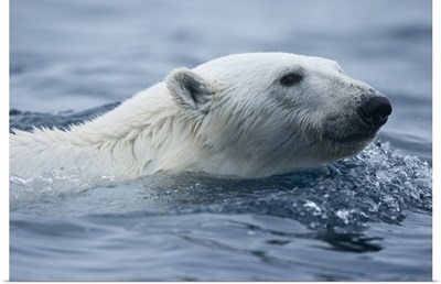 Norway, Svalbard, Polar Bear swimming in sea near Phippsoya Island in Nordaustlandet