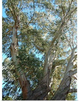 NZ, Christchurch. Botanical Garden. Eucalyptus tree
