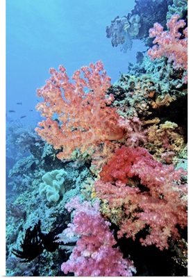 Oceania, Fiji, Colorful Sea Fans and other Corals