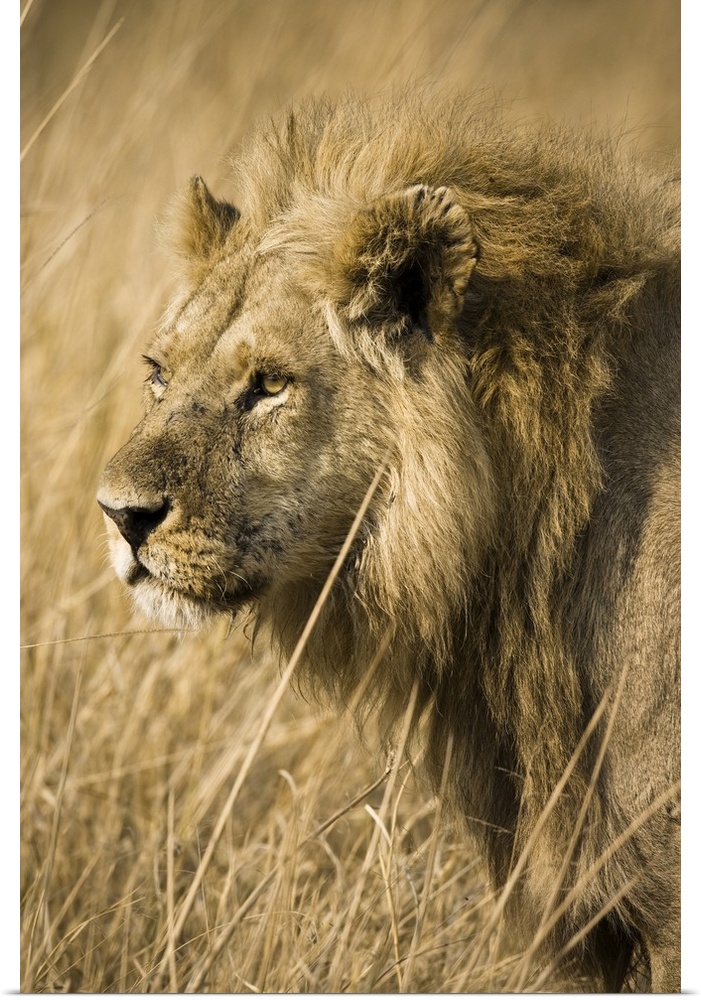 Okavango Delta, Botswana. Close-up of a male lion. Profile.