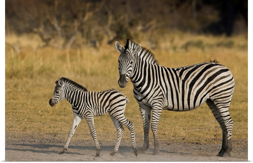 Okavango Delta, Botswana. Plains Zebra, mother and child.
