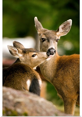 Olympic National Park, Columbian Black-tailed deer doe and juvenile