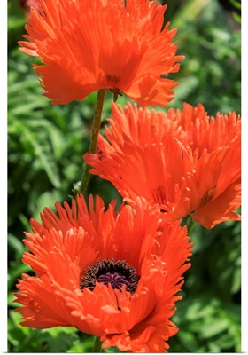 Orange Oriental Poppies, Usa