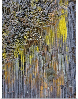 Oregon. Columnar basalt covered with lichen along North Umpqua River