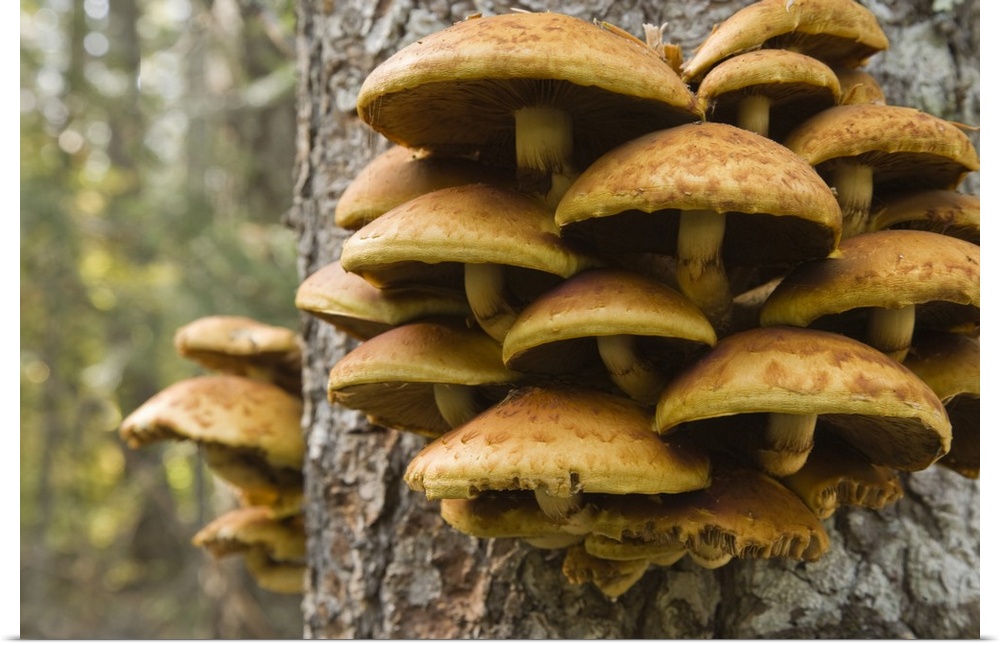 USA, Oregon. Honey mushrooms grow on tree near Metolius River.