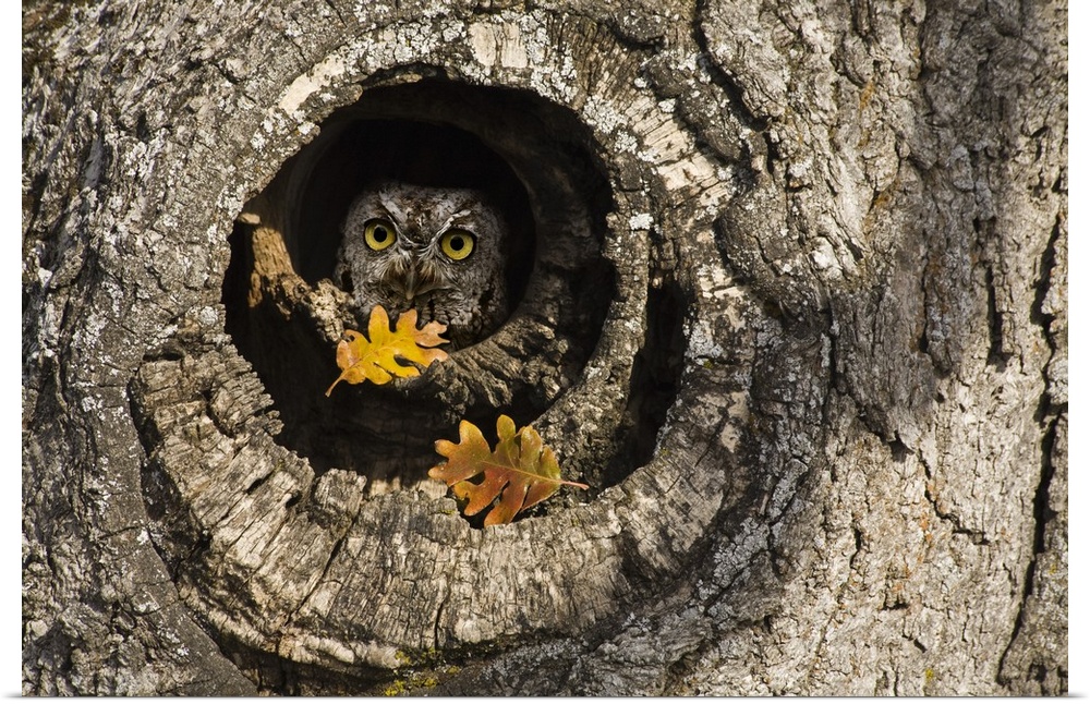 USA, Oregon, Mosier. Screech owl occupies knot hole of old oak tree.