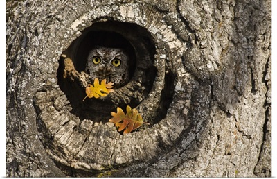Oregon, Mosier. Screech owl occupies knot hole of old oak tree