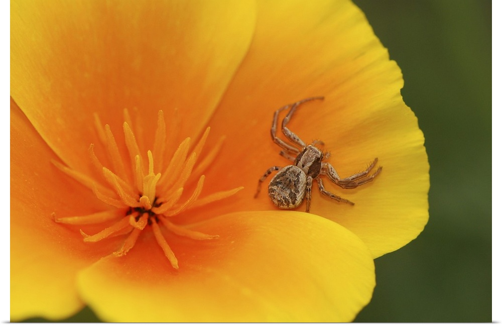 USA, Oregon, Multnomah County. Crab spider on poppy flower.
