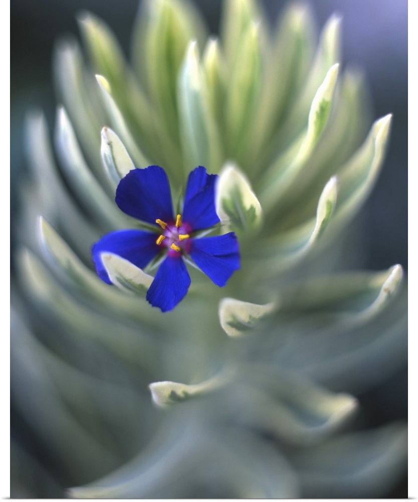 USA, Oregon, Portland, Close-up of blue pimpernel bloom caught on euphorbia plant.